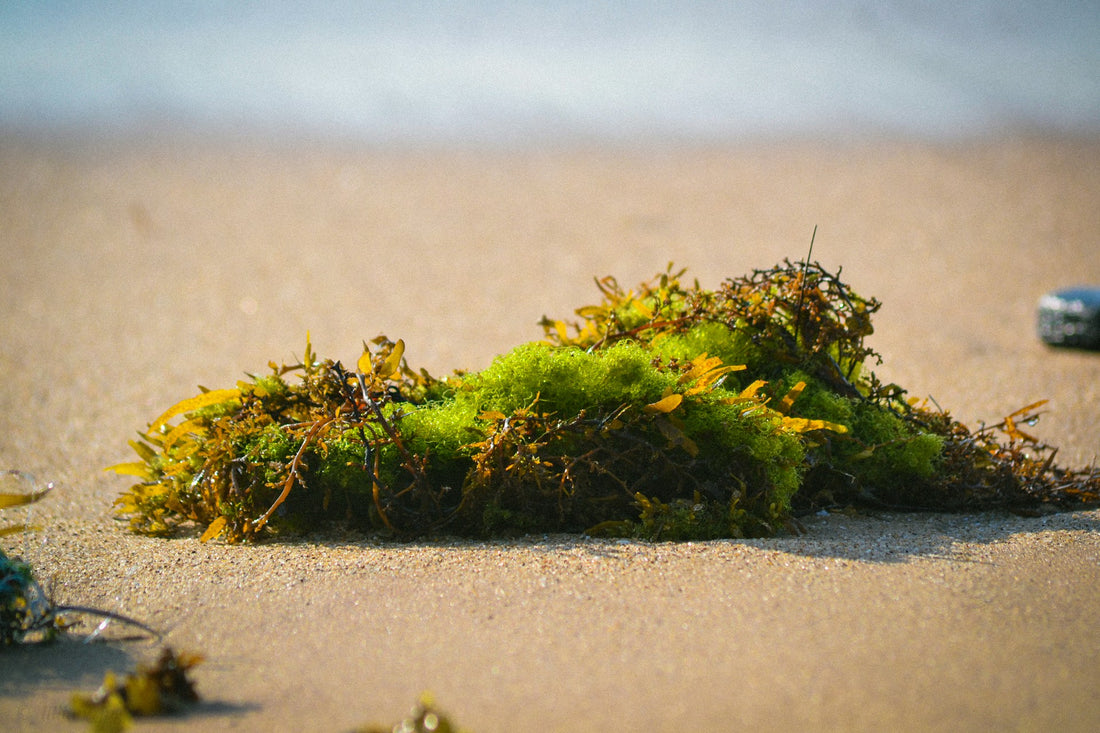 sea moss