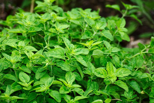 Boost Your Body's Resilience with Premium Adaptogen Herb Botanicals